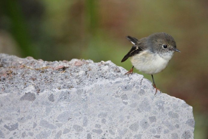 Маленькая птица с черной головой