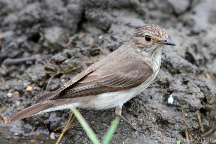 Соловей варакушка