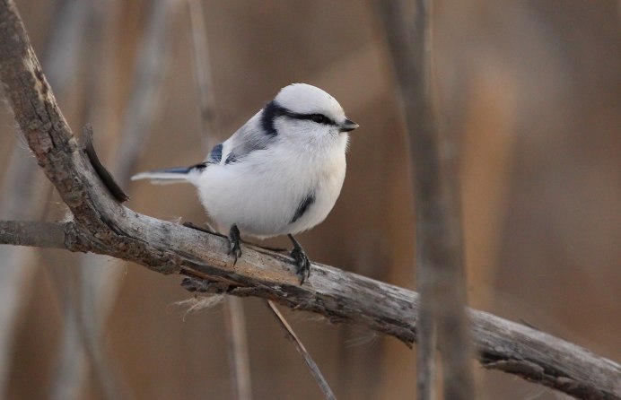 Серая синица птица