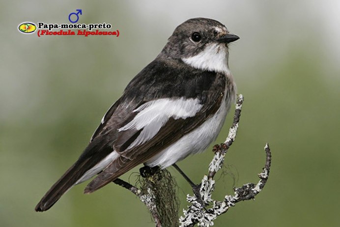 Серый сорокопут птица