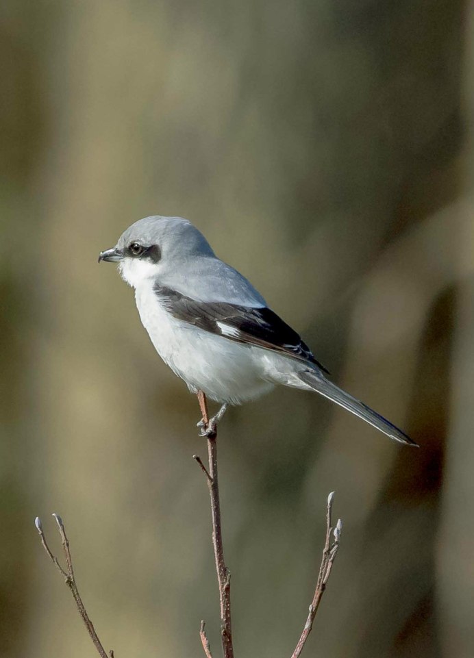 Певчие воробьиные