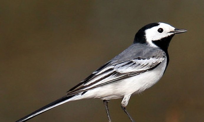 Маленькая серенькая птичка с длинным хвостиком