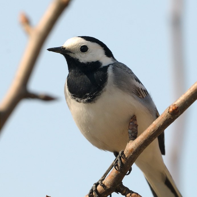 Петрушка мухоловка птица