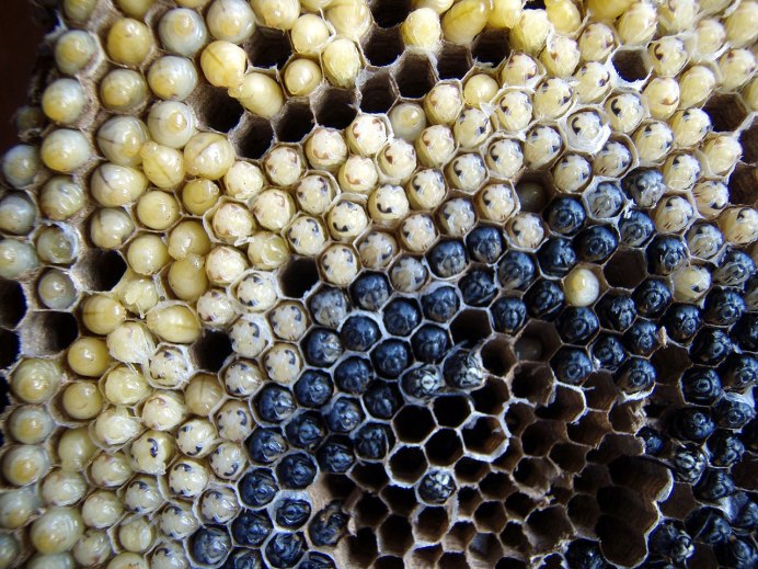 Гусеница Thyrinteina leucocerae