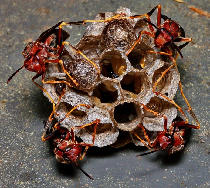 Оса Hymenoepimecis argyraphaga