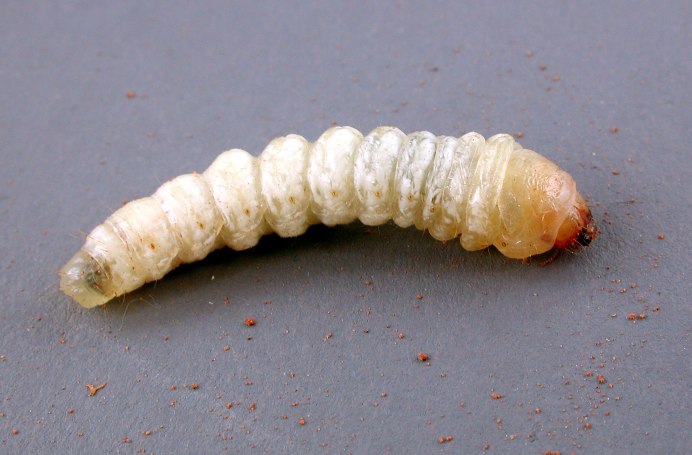 Habrobracon hebetor