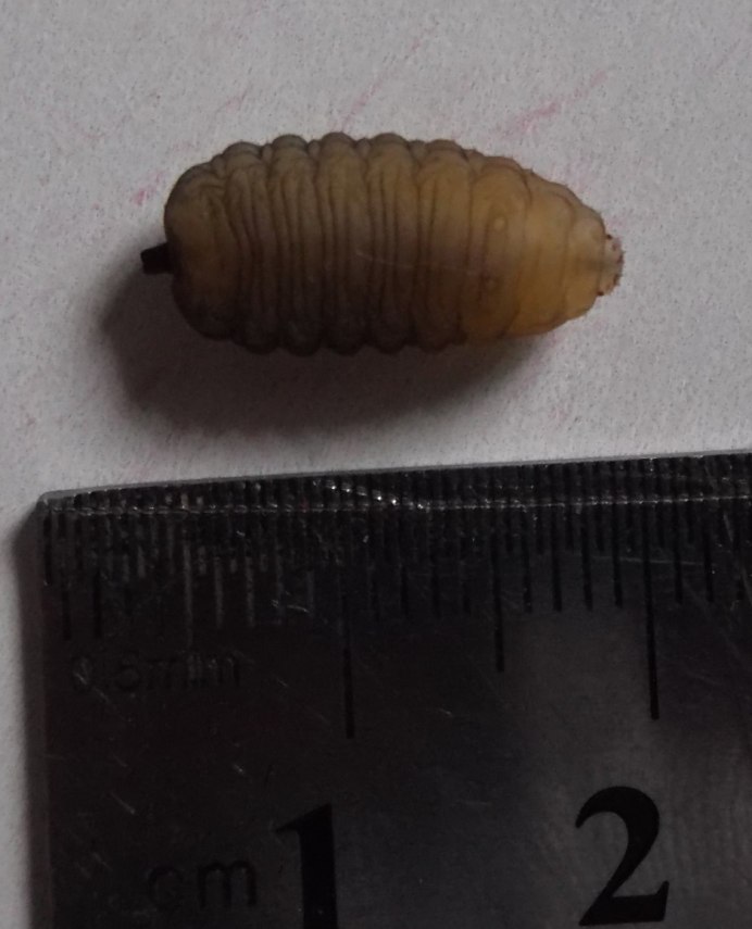 Syrphidae личинки