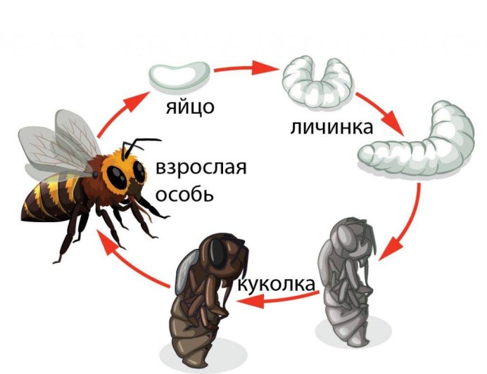 Оса Полиста гнездо