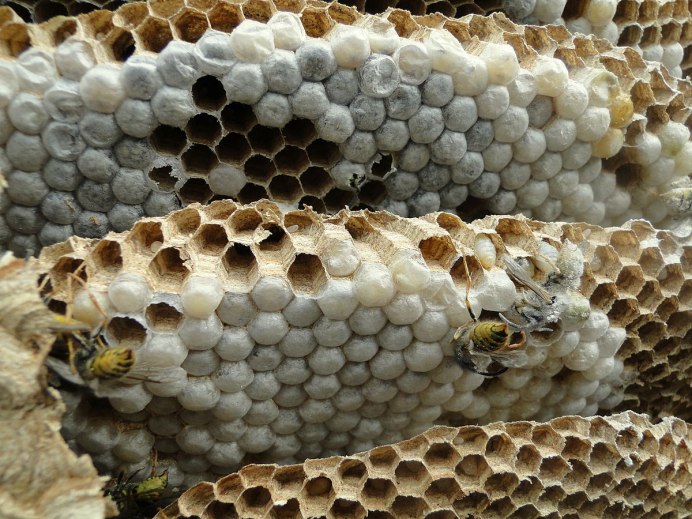 Гусеница Thyrinteina leucocerae