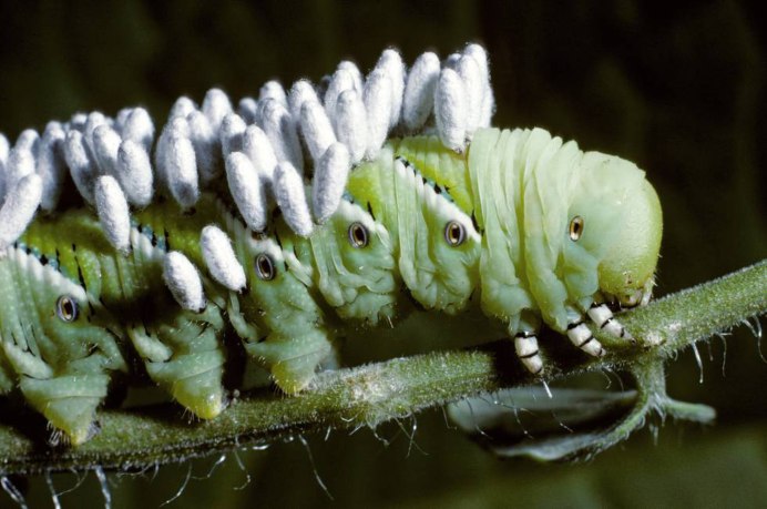 Bug Nest