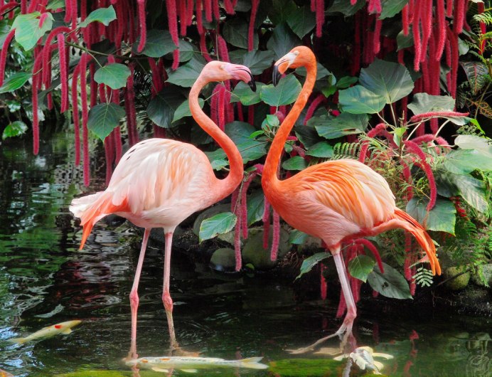 Фламинго в паре