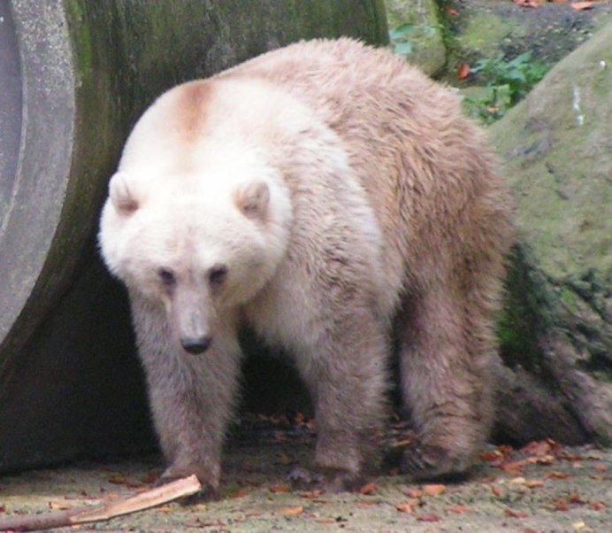 Пиззли ГРОЛАР