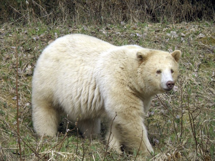 ГРОЛАР (Полярный Гризли)