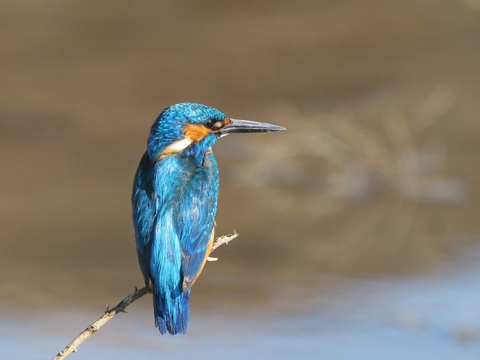 Алцедо Аттис (голубой Зимородок )