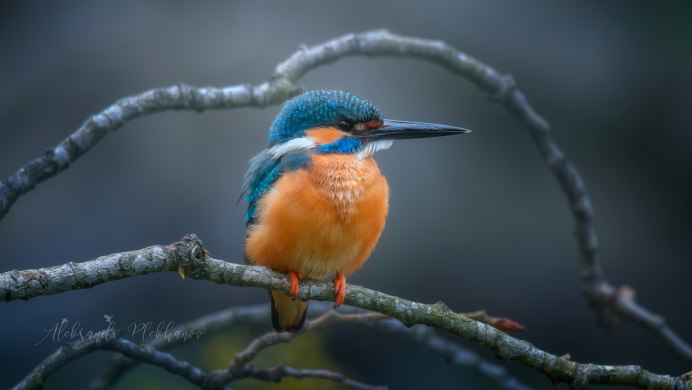 Зимородок Кингфишер