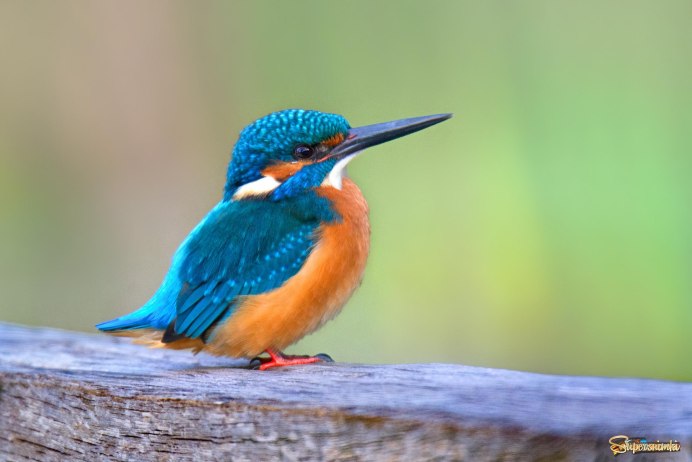 Крошечный Лесной Зимородок