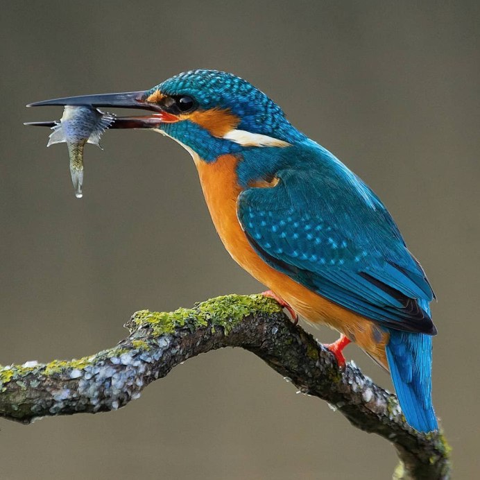 Зимородок Сибирский