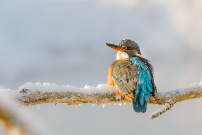 Обыкновенный Зимородок в России