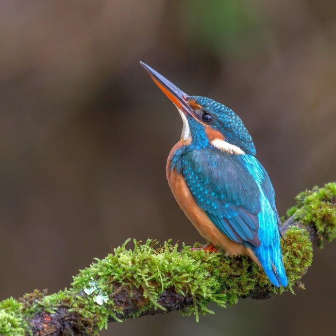 Зимородок Абхазии