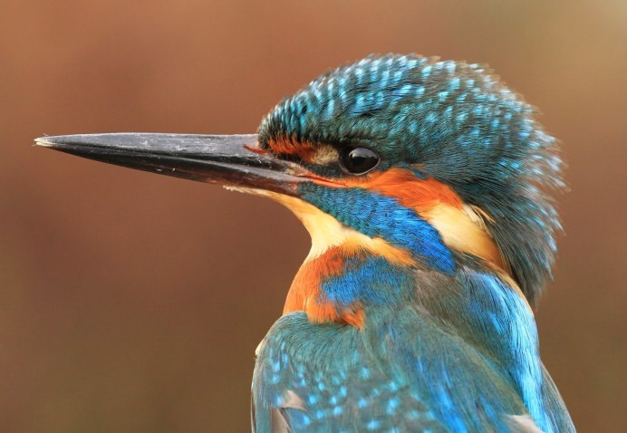 Зимородок оружие есть ли