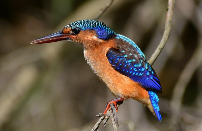 Самец обыкновенный Зимородок