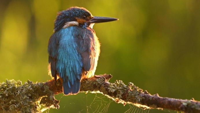 Голубой Зимородок