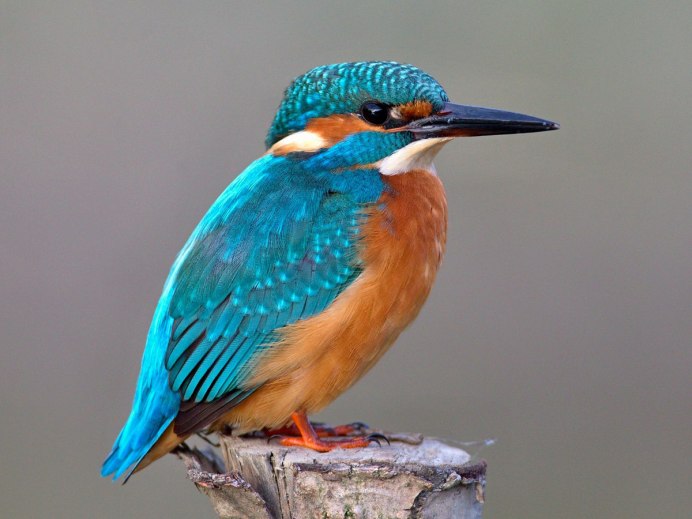 Обыкновенный (голубой) Зимородок