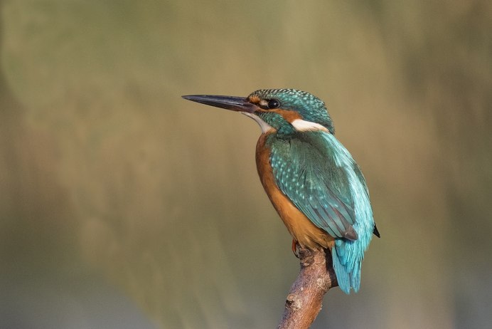 Перелётные Зимородок