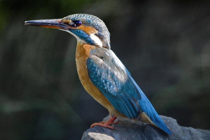 Зимородок Сибирский фото