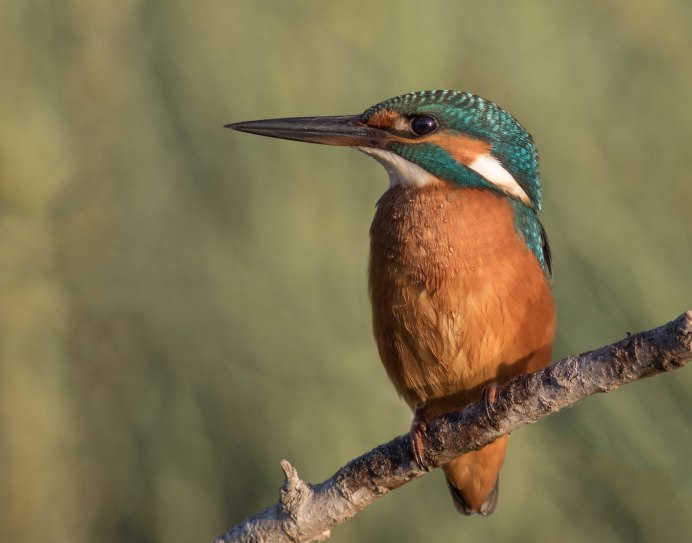 Зимородок Кингфишер