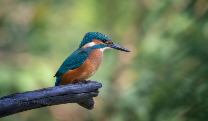 Голубой Зимородок