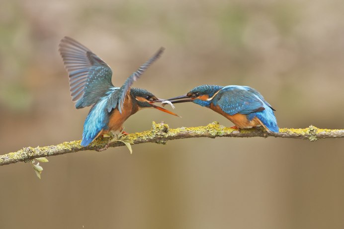 Птица с длинным клювом и зеленой спинкой