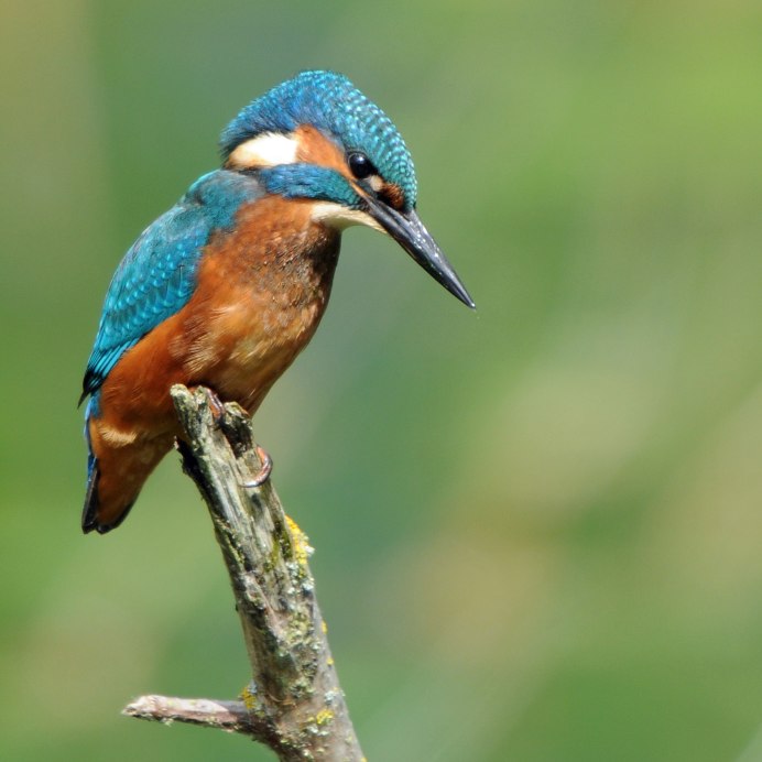 Обыкновенный Зимородок