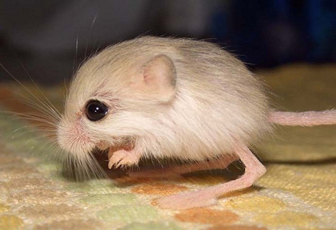 Jaculus jaculus