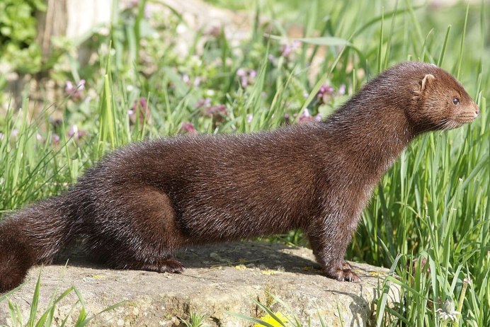 Ласка (Mustela nivalis)