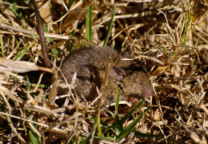 Mustela nivalis Linnaeus