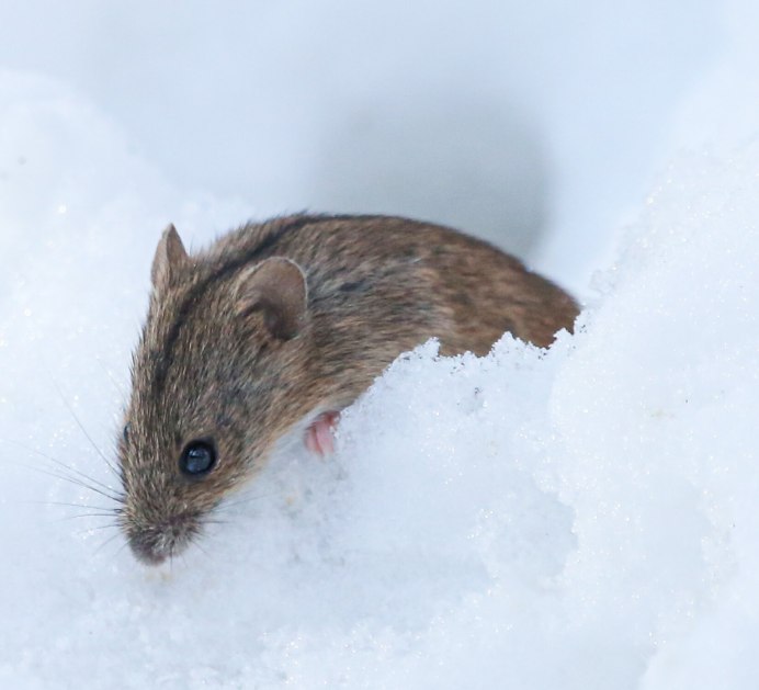 Горностай (Mustela erminea)