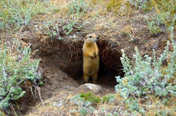 Mustela nivalis