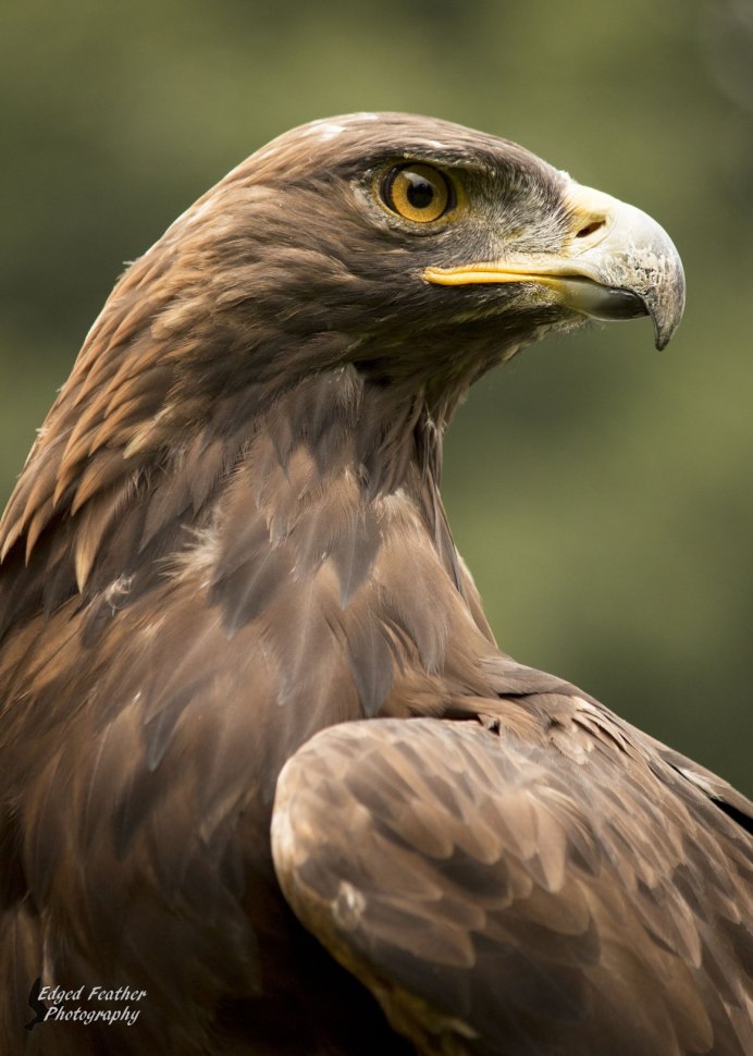 Ястреб канюк Орел Коршун