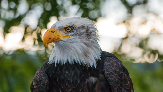 Ловчие птицы Беркут