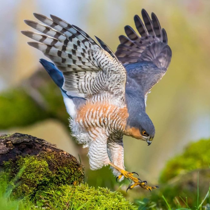 Ястреб тетеревятник крыло