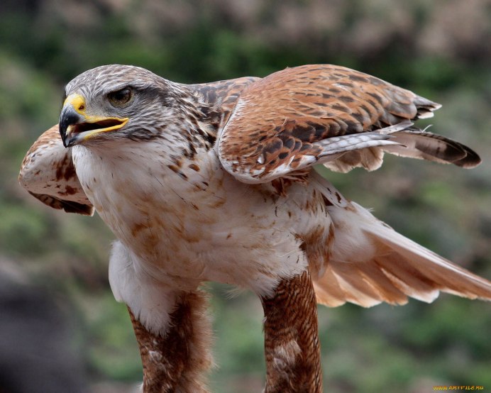 Кречет балобан