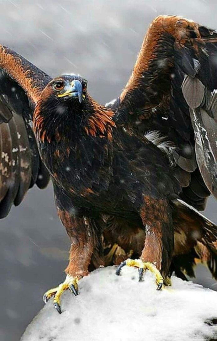 Филиппинская Гарпия-обезьяноед