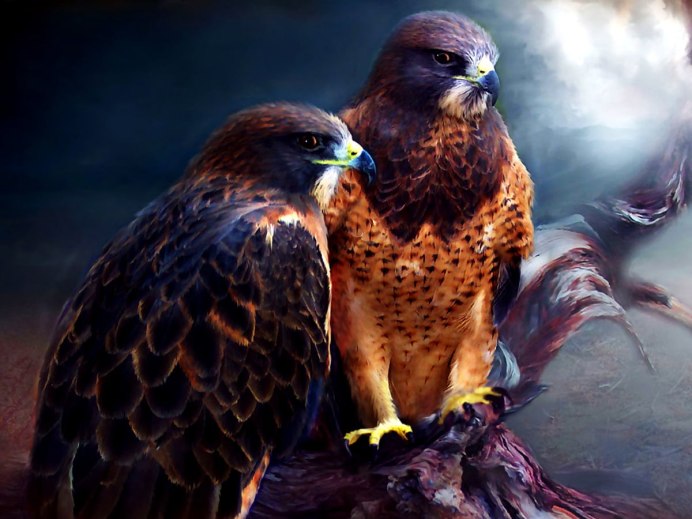 Красный Коршун Milvus Milvus