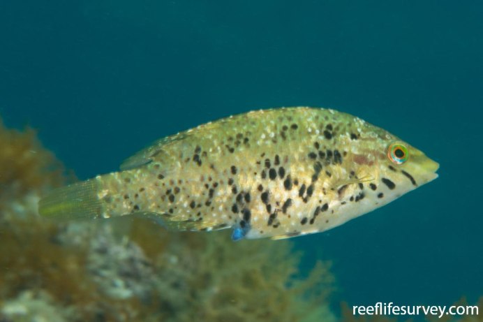 Рябчик (Symphodus cinereus)