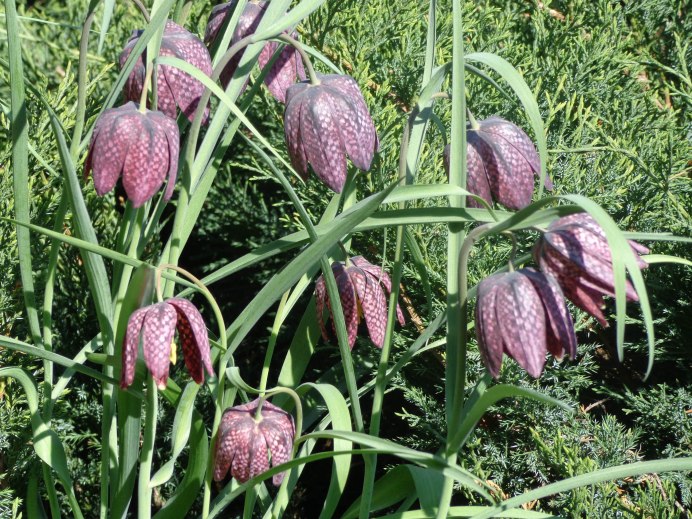 Рябчик Дагана – Fritillaria dagana