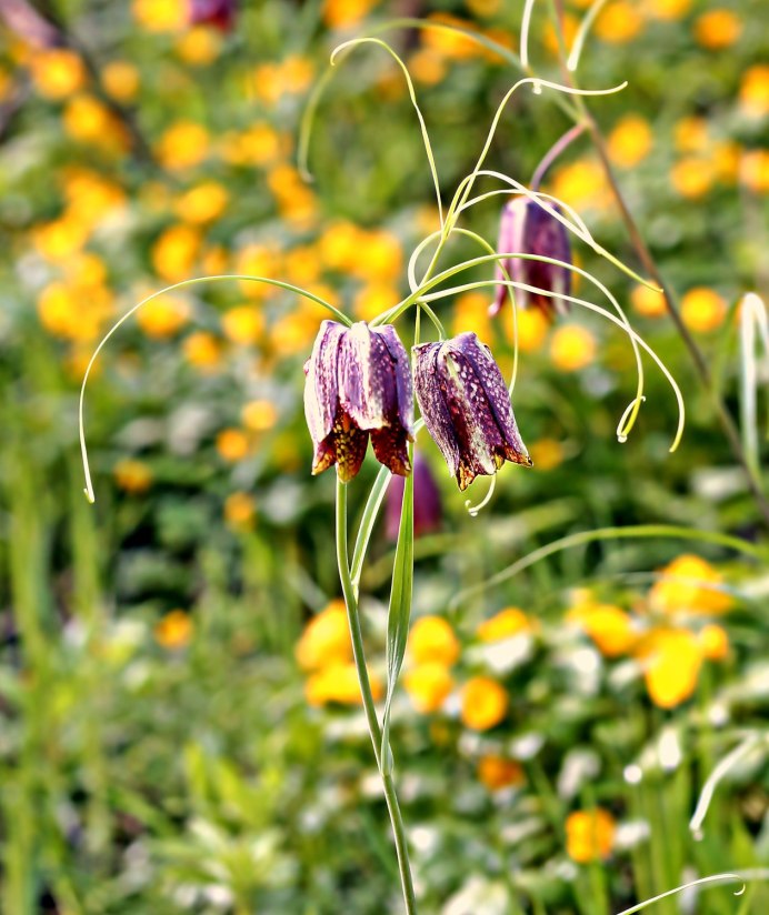 Рябчик Дагана – Fritillaria dagana