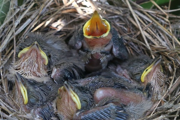 Соловей птенец слеток