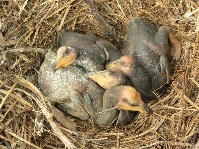 Новорожденные гнездовые птицы