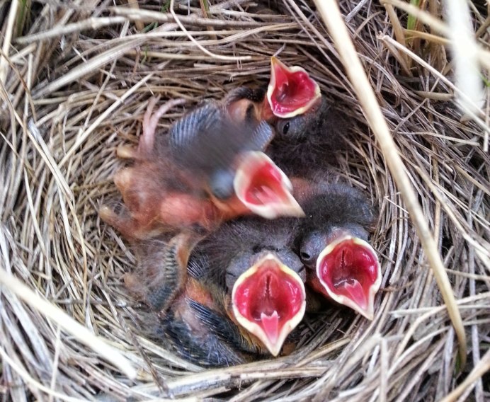 Птенцы с открытыми ртами